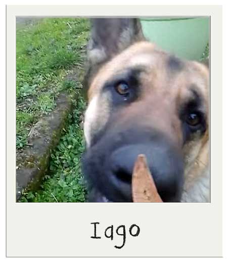 Iago avec nos biscuits pour chiens Biscotti BIO